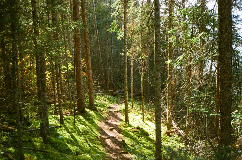 A peaceful forest trail illuminated by sunlight, surrounded by lush trees.